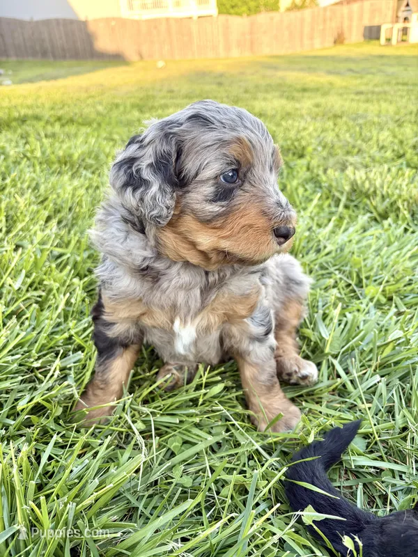 Honey  – Bernedoodle puppy for sale in O Fallon, MO
