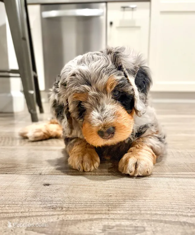 Honey  – Bernedoodle puppy for sale in O Fallon, MO