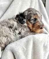 Honey , a female Bernedoodle for sale in O Fallon, MO – Photo 3 of 3