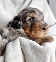 Honey , a female Bernedoodle for sale in O Fallon, MO – Photo 1 of 3