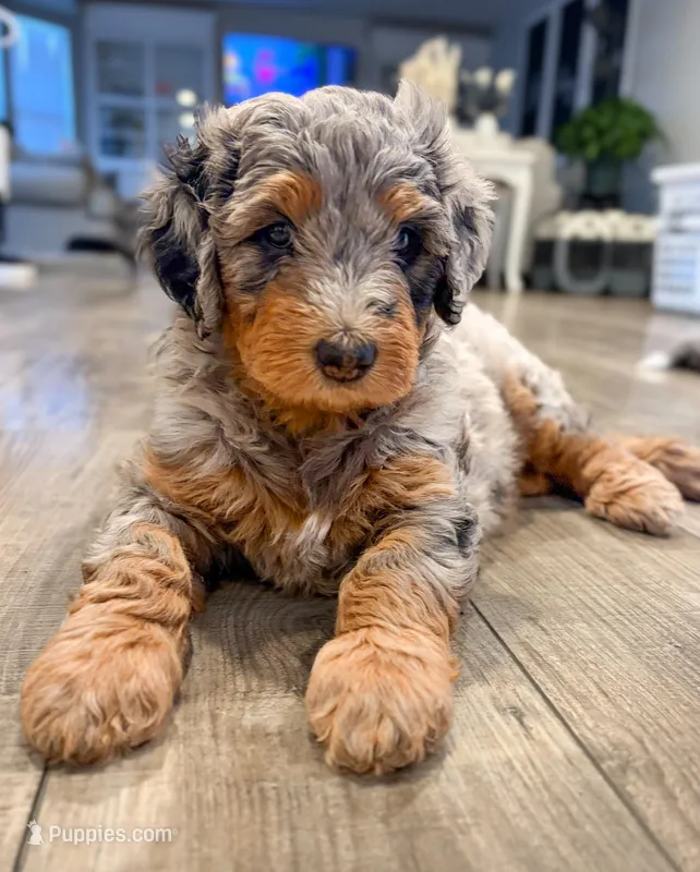Maple – Bernedoodle puppy for sale in O Fallon, MO