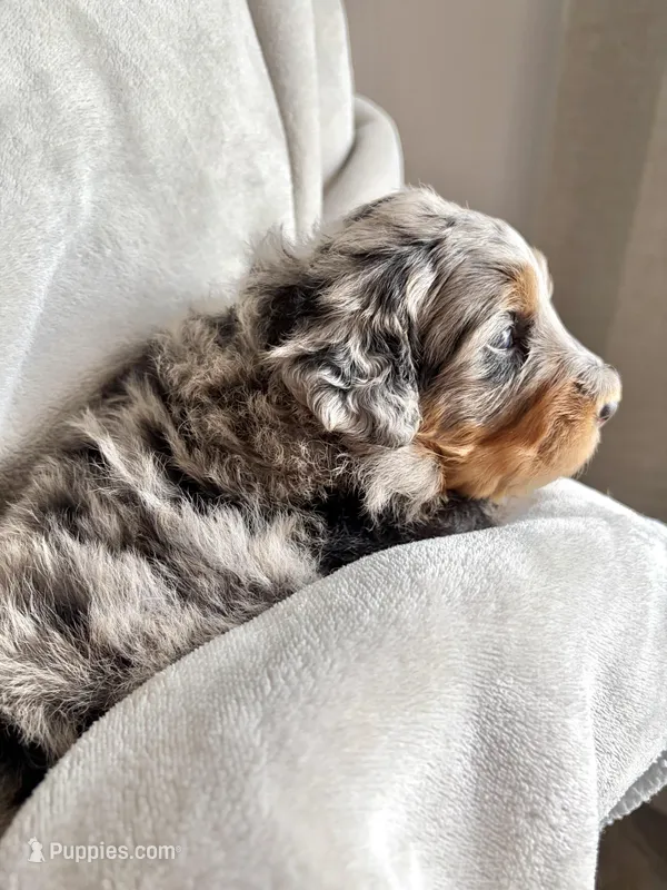 Maple – Bernedoodle puppy for sale in O Fallon, MO