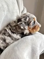 Maple, a female Bernedoodle for sale in O Fallon, MO – Photo 1 of 4