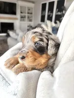 Maple, a female Bernedoodle for sale in O Fallon, MO – Photo 3 of 4