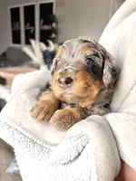 Maple, a female Bernedoodle for sale in O Fallon, MO – Photo 2 of 4