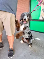 Oakley, a male Bernedoodle for sale in O Fallon, MO – 2 of 3