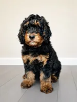 S’More, a female Bernedoodle for sale in O Fallon, MO – 1 of 6