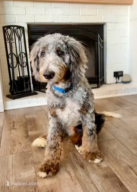 Oakley – Bernedoodle puppy for sale in O Fallon, MO