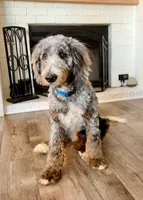 Oakley, a male Bernedoodle for sale in O Fallon, MO – 1 of 3
