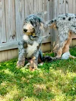 Oakley, a male Bernedoodle for sale in O Fallon, MO – 3 of 3