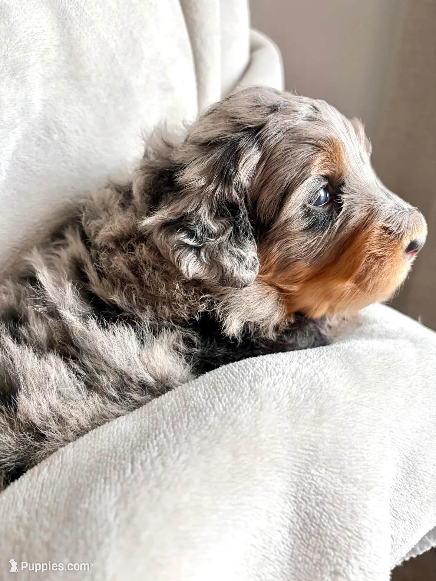 Maple, a female Bernedoodle for sale in O Fallon, MO – Photo 4 of 4