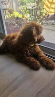 Snickers, a male Poodle - Toy  for sale in Tracy, CA – 3 of 4