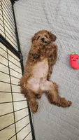 Snickers, a male Poodle - Toy  for sale in Tracy, CA – 2 of 4