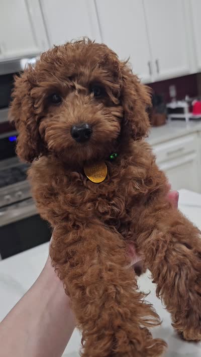 Snickers, a male Poodle - Toy  for sale in Tracy, CA – 4 of 4
