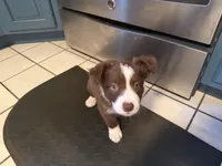 America, a female Border Collie for sale in Hagerstown, MD – 1 of 2