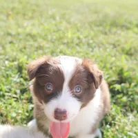 America, a female Border Collie for sale in Hagerstown, MD – 2 of 2