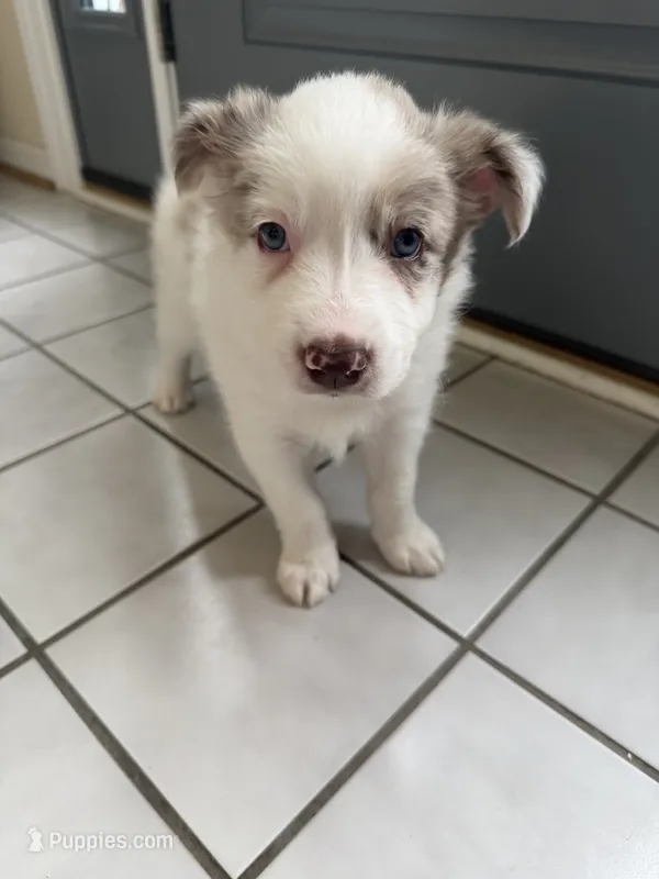 Loki – Border Collie puppy for sale in Hagerstown, MD