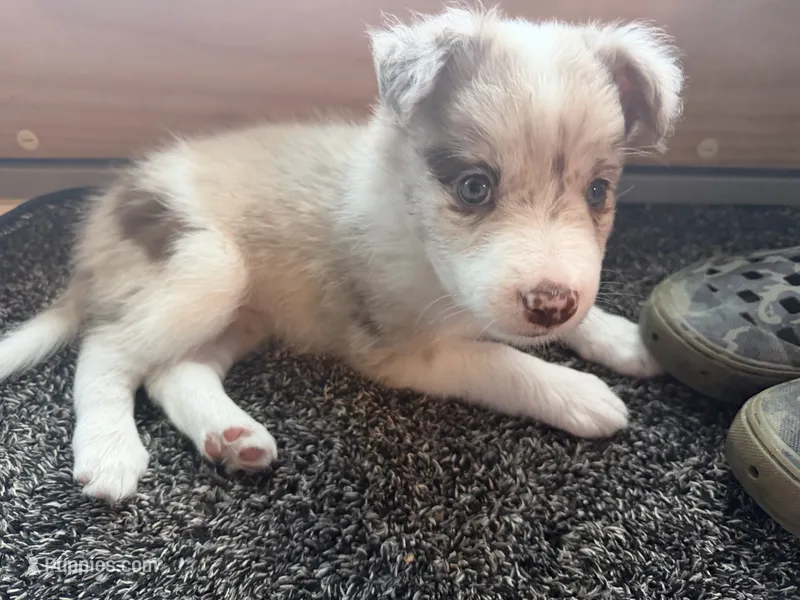 Aurora – Border Collie puppy for sale in Hagerstown, MD