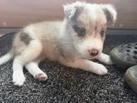 Aurora, a female Border Collie for sale in Hagerstown, MD – 1 of 2
