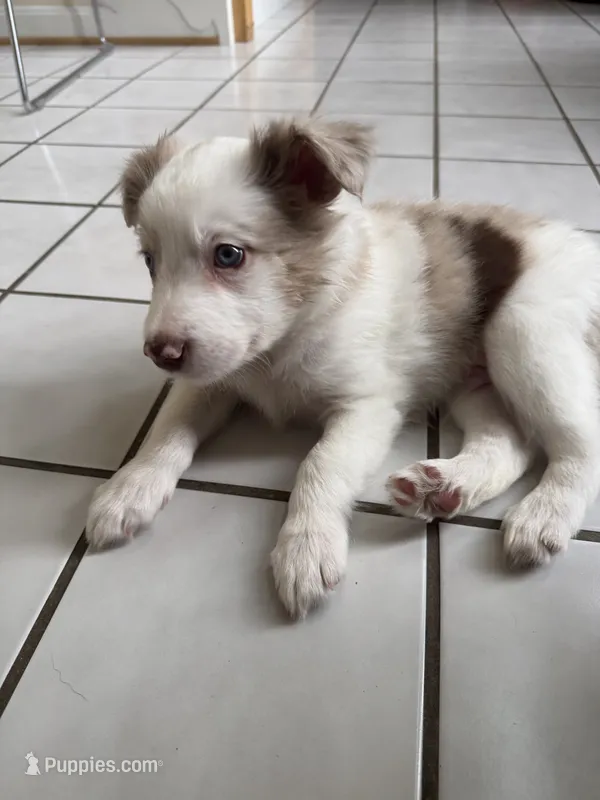 Thor – Border Collie puppy for sale in Hagerstown, MD