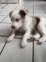 Thor, a male Border Collie for sale in Hagerstown, MD – 1 of 3