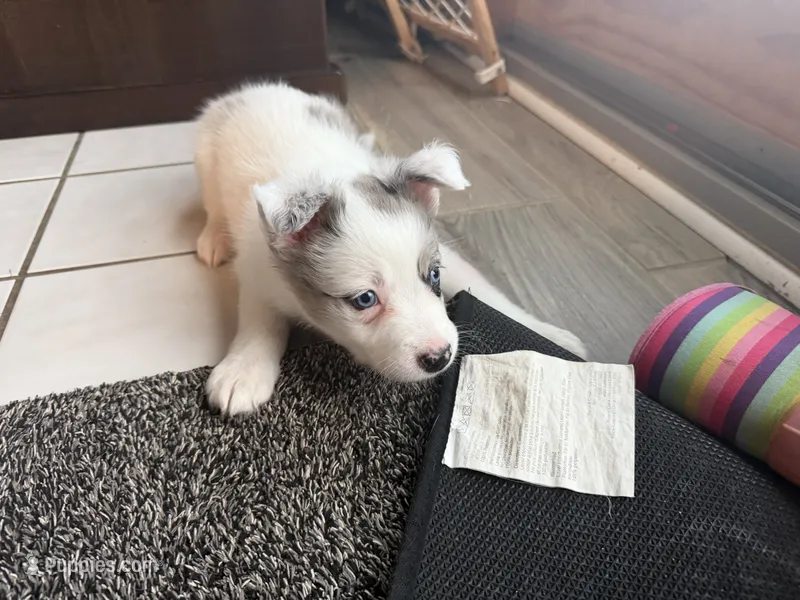 Lavendar – Border Collie puppy for sale in Hagerstown, MD