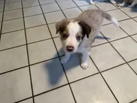 Tank, a male Border Collie for sale in Hagerstown, MD – 2 of 2