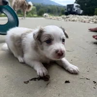 Thor, a male Border Collie for sale in Hagerstown, MD – 3 of 3
