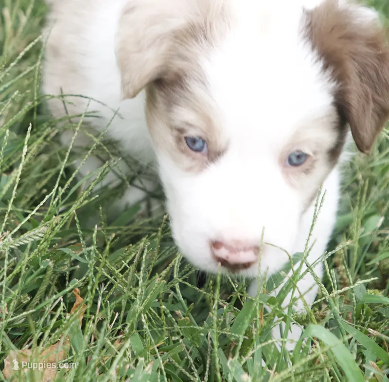 Tank – Border Collie puppy for sale in Hagerstown, MD