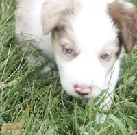 Tank, a male Border Collie for sale in Hagerstown, MD – 1 of 2