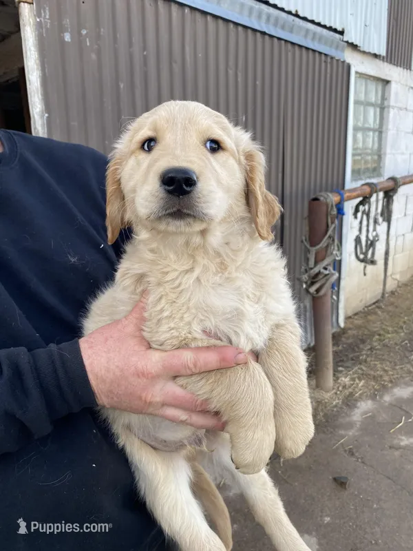 ZACK – Golden Retriever puppy for sale in Clintonville, WI