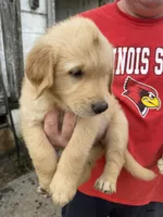 VIOLET, a female Golden Retriever for sale in Clintonville, WI – 1 of 1