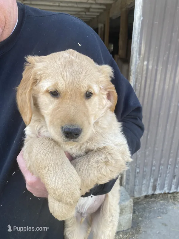 ROSIE – Golden Retriever puppy for sale in Clintonville, WI