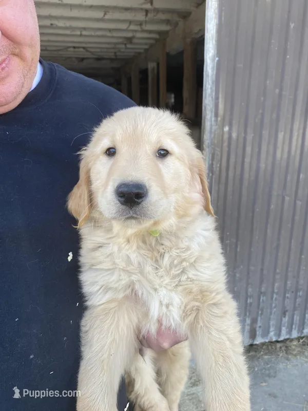 AUTUMN – Golden Retriever puppy for sale in Clintonville, WI