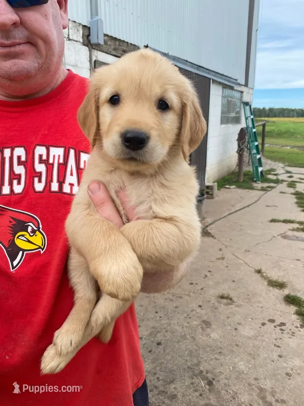 SUNNY – Golden Retriever puppy for sale in Clintonville, WI