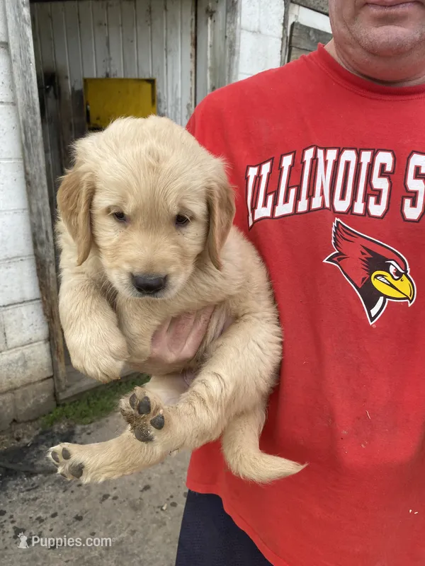 MITCHELL – Golden Retriever puppy for sale in Clintonville, WI