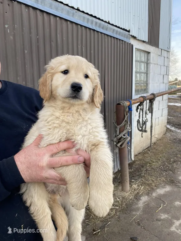 LUKE – Golden Retriever puppy for sale in Clintonville, WI