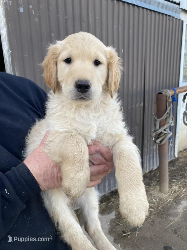 OLLIE – Golden Retriever puppy for sale in Clintonville, WI