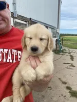 OLIVE, a female Golden Retriever for sale in Clintonville, WI – 1 of 1