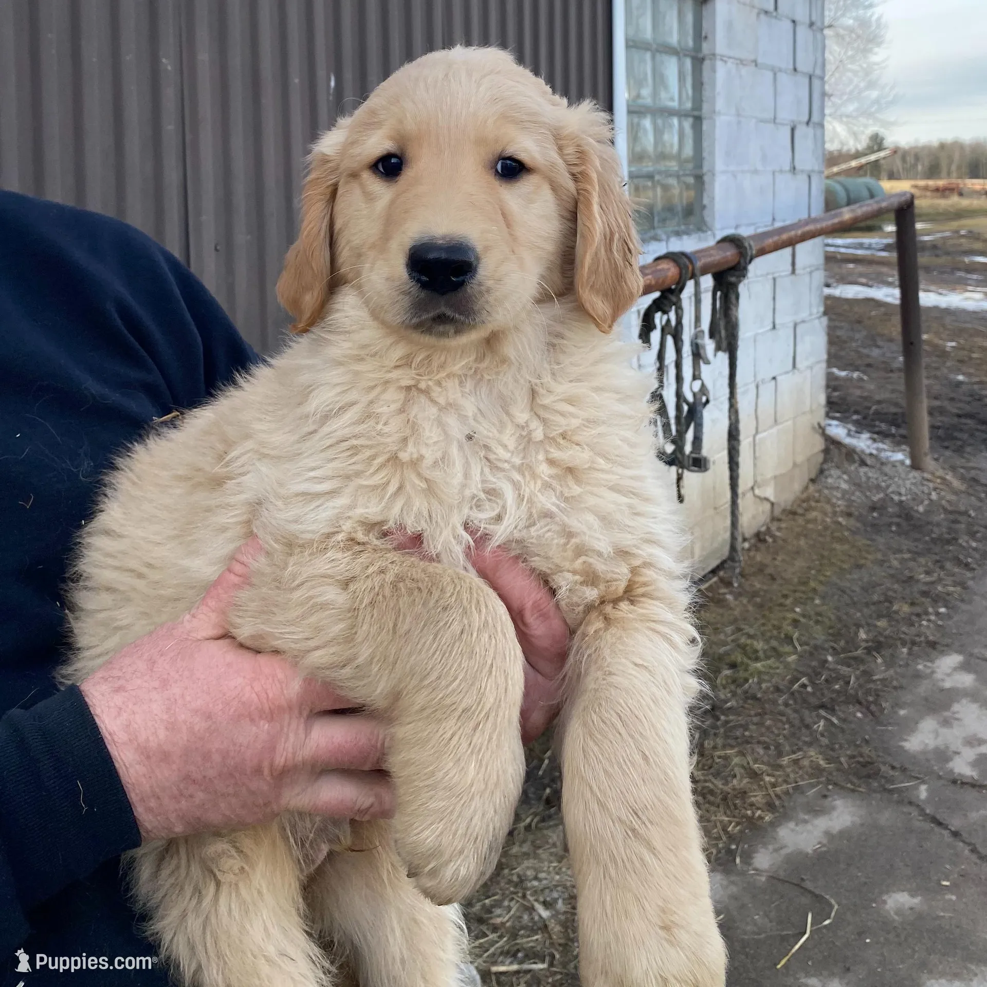 TUCKER – Golden Retriever puppy for sale in Clintonville, WI