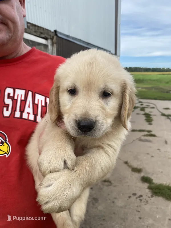 SAL – Golden Retriever puppy for sale in Clintonville, WI