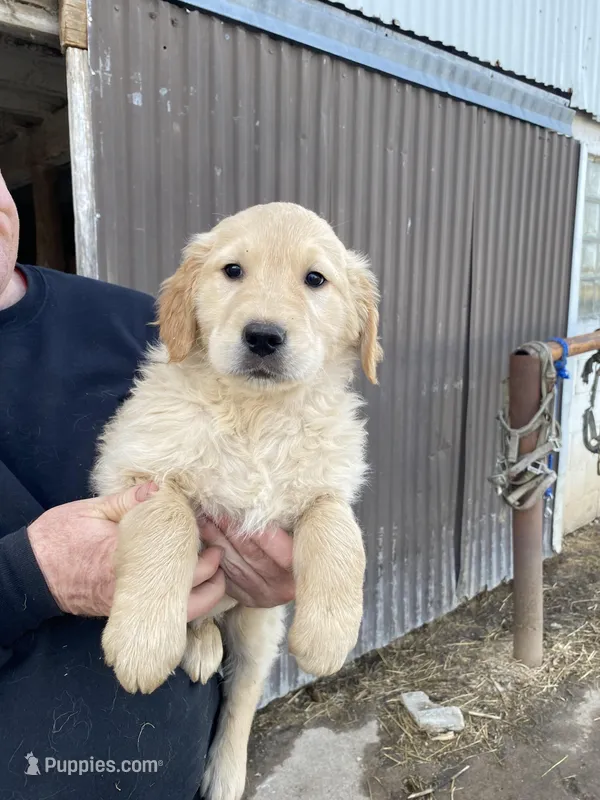 ODIE – Golden Retriever puppy for sale in Clintonville, WI