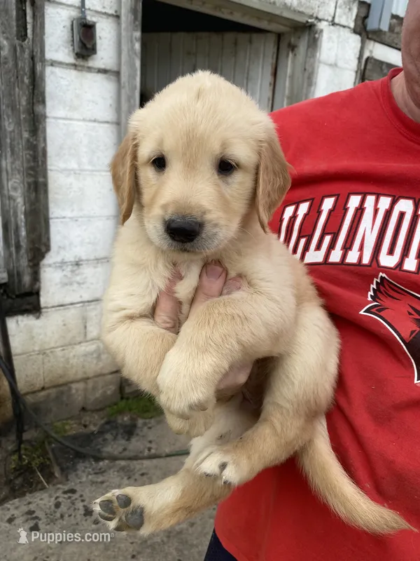 SOPHIA – Golden Retriever puppy for sale in Clintonville, WI