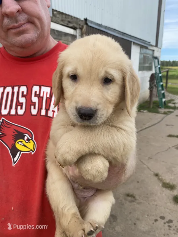 HAMILTON – Golden Retriever puppy for sale in Clintonville, WI