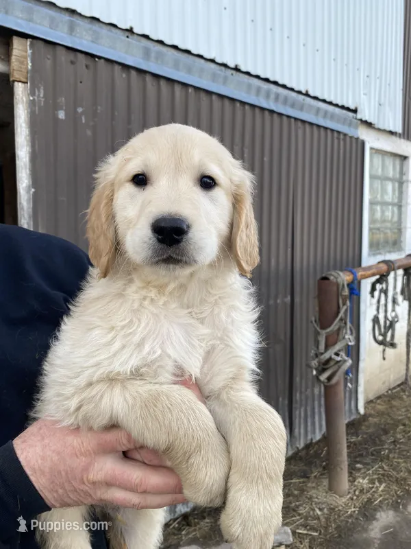 OSCAR – Golden Retriever puppy for sale in Clintonville, WI