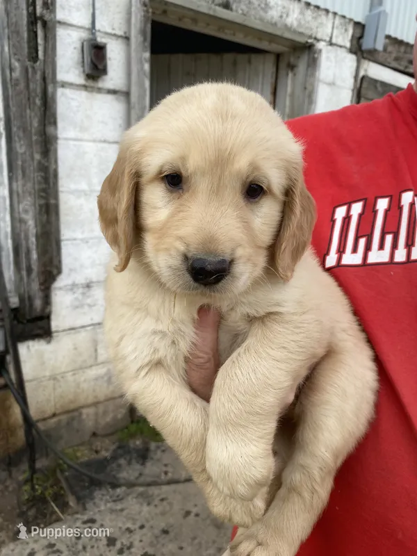 JACKSON – Golden Retriever puppy for sale in Clintonville, WI
