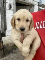 JACKSON, a male Golden Retriever for sale in Clintonville, WI – 1 of 1