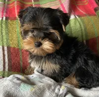 Sunny’s Boy, a male Yorkshire Terrier for sale in Center City, MN – Photo 2 of 5