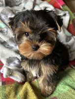 Sunny’s Boy, a male Yorkshire Terrier for sale in Center City, MN – Photo 3 of 5
