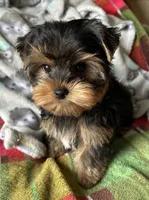 Sunny’s Boy, a male Yorkshire Terrier for sale in Center City, MN – Photo 1 of 5